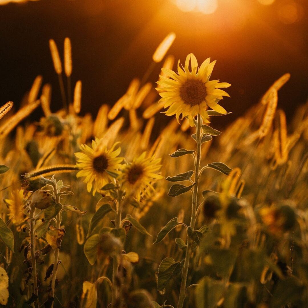 Campo de flores amarelas. Photo by Jonathan Borba on Unsplash